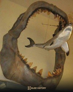Jaw dimensions of an extinct megalodon compared to a modern white shark📚 Buzz History