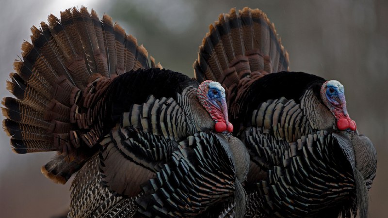 Stuffed with gratitudeWild turkeys, New York (© John Cancalosi/Alamy)