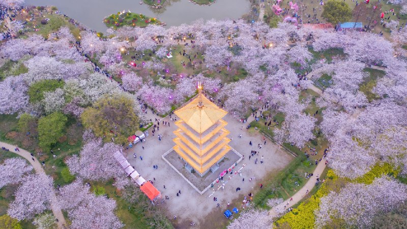 The shape of springCherry blossoms at East Lake Cherry Blossom Park, Wuhan, China (© Zhang Qiao/VCG/Getty Images)