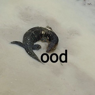 Thailand animal food Telegram Group Link