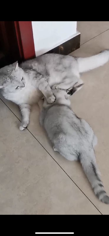 帮同事寄养一只三个月的小猫，小猫把我家大公猫当奶妈了…大猫也很配合…帮同事寄养一只三个月的小猫，小猫把我家大公猫当奶妈了…大猫也很配合…
