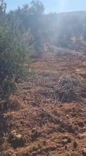 مستوطنون يقطعون أشجار زيتون في خربة الخرابة جنوب الخليل