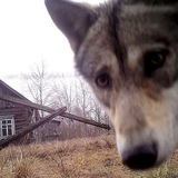 Через полюс??