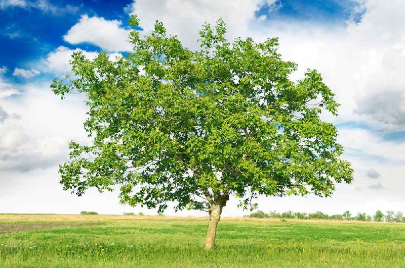 دنياى گمشده: 🔺مرگ عجیب درختان گردو، خودکشی شیمیایی! درختان گردو با ترشح مادهای به نام "ژوگلون" در خاک، باعث مرگ گیاهان اطراف خود می