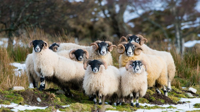 Baa, baa, black sheep? No.Scottish Blackface sheep, Aberdeenshire, Scotland  (© Mike Powles/Getty Images)