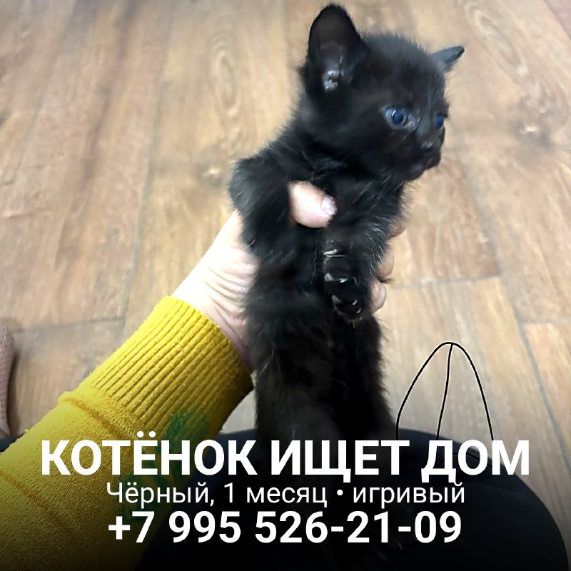 Пятерым котятам нужен дом. Их нашли в коробке: три...