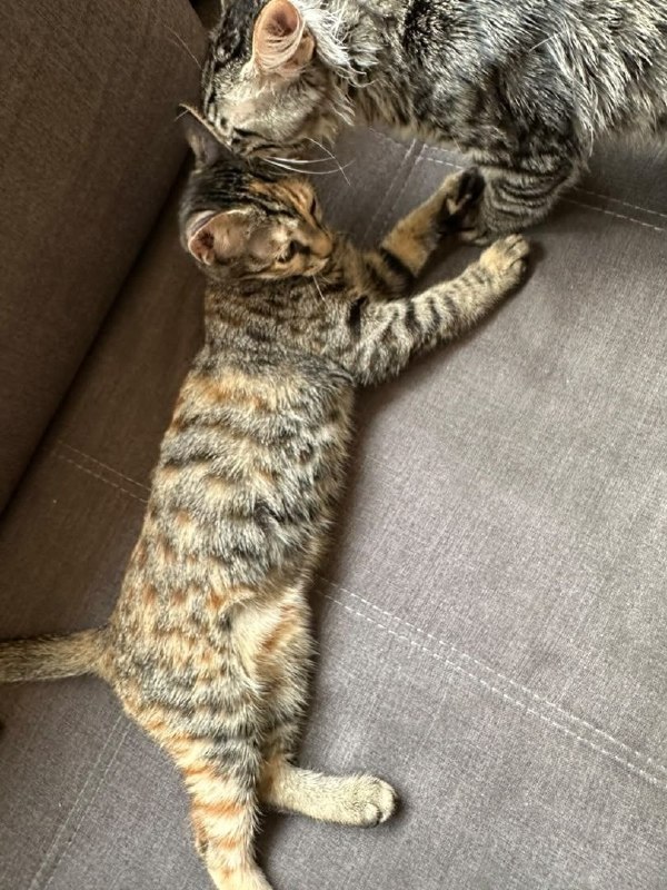 واگذاری رایگان حیوانات: 🐱واگذاری گربه در تهرانتیتی و پشمک دو تا دختر کوچولوی دوستداشتنی و شیرین، حدود ۵ ماهه هستند. 🥺❤️هر دو ماده، خیلی مهربون