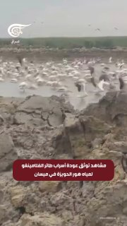 סצינות המתעדות את חזרתם של להקות פלמינגו למימי ביצת חוויזה במאיסן.