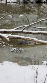 Привет вам от зимнего Сан Саныча Оказалось, не такой уж он больной и несчастный, как мы думали. Все у него хорошо. Нашел себе жену, у них даже успе... - изображение 1 - сан, саныча, telegram