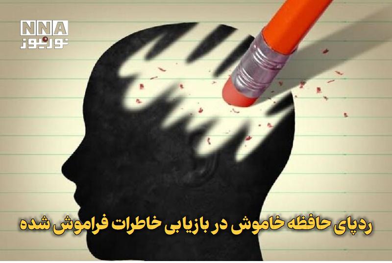 نورنیوز: ✅ ردپای حافظه خاموش در بازیابی خاطرات فراموش شده🔹 پژوهشگران سوئیسی با بررسی مگس‌های میوه، شواهد جدیدی را از چگونگی بازگش
