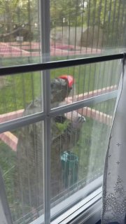 В этом году какое-то дикое нашествие всякой живности Просто посмотрите на кресло! Сидишь будто не в кресле, а на куче навоза и вокруг тебя летают м... - изображение 3 - участок, будет, меги