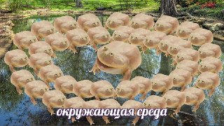 It is wednesday, my dudes. Поэтому почитайте добротекст о том, как чюваки спасают жабок под Питером, буквально на руках перенося их через дорогу: https://lentach.media/Awo25