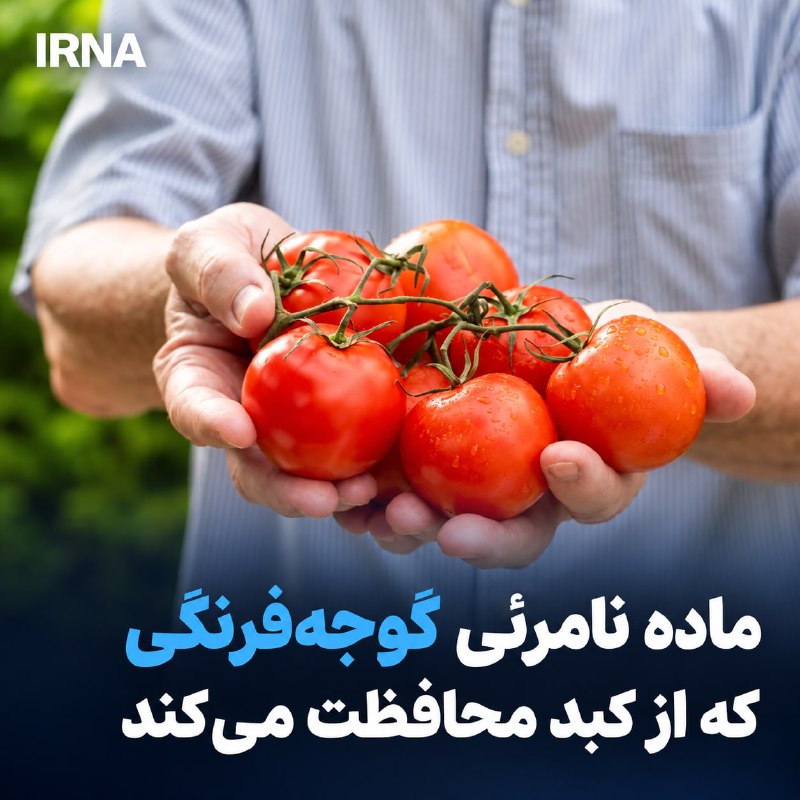 חוקרים מצאו שפיטואן, חומר חסר צבע בעגבניות, יכול להפחית משמעותית מחלות כבד שומני בעכברים. תגלית זו מסבירה מ…