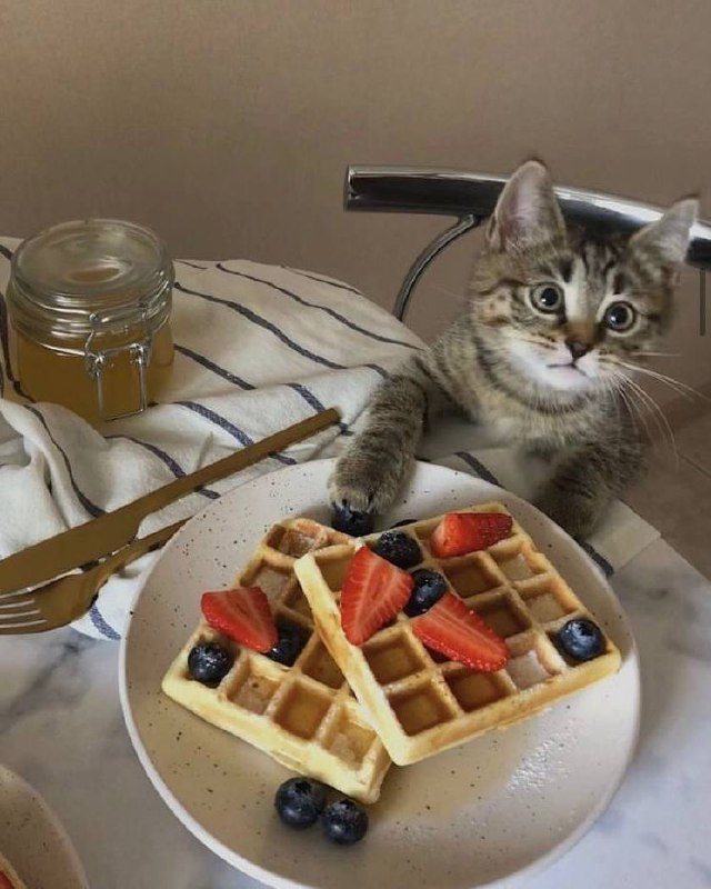 Очередная порция пушистых друзей в интерьере Please open Telegram to view this post VIEW IN TELEGRAM - изображение 8 - telegram, view, очередная