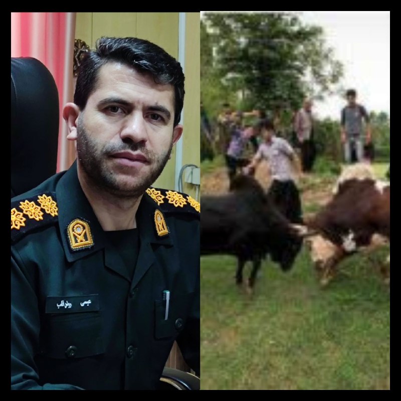 پایگاه خبری می رشت: 📶👇سرهنگ عیسی روشن قلب «فرمانده انتظامی رشت» از ممانعت برگزاری جنگ احشام در بخش سنگر و دستگيری ۲ تن از عوامل برگزاری اين 