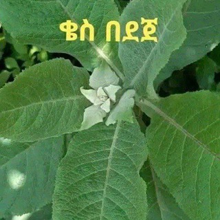 መርጌታ ታዬ የባህል ህክምና
