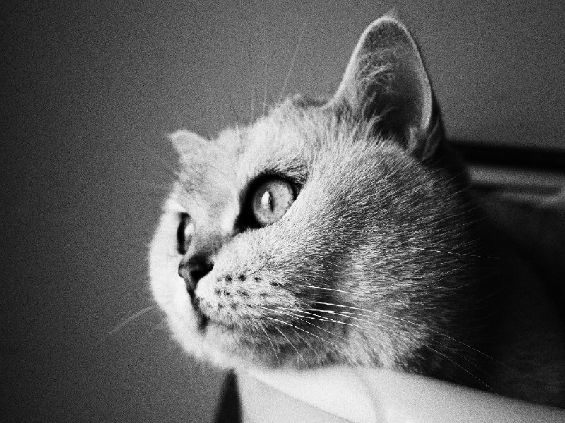 今日份的猫片今日份的猫片