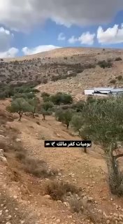 מתנחל משחרר את משק החי שלו לאדמות העיירה כפר מאלק, צפונית מזרחית לרמאללה.