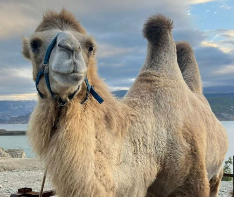 Использовать верблюдов для развлечения туристов на Чиркейском водохранилище запретил предпринимателю Арсланбекову Буйнакский районный суд. фото