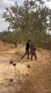 מיליציות מתנחלים ישראליות תחת מחסה צבאי מטרידות חקלאים פלסטינים כשהם קוטפים זיתים באדמתם ליד העיירה בית אור…