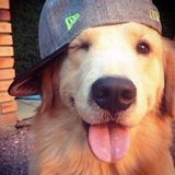 клеомакс клео
