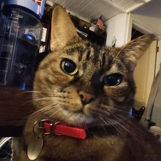 Kitykatana 🗡️🦇