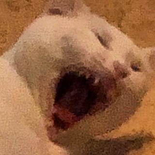 Blurry pics of cats Telegram Group Link