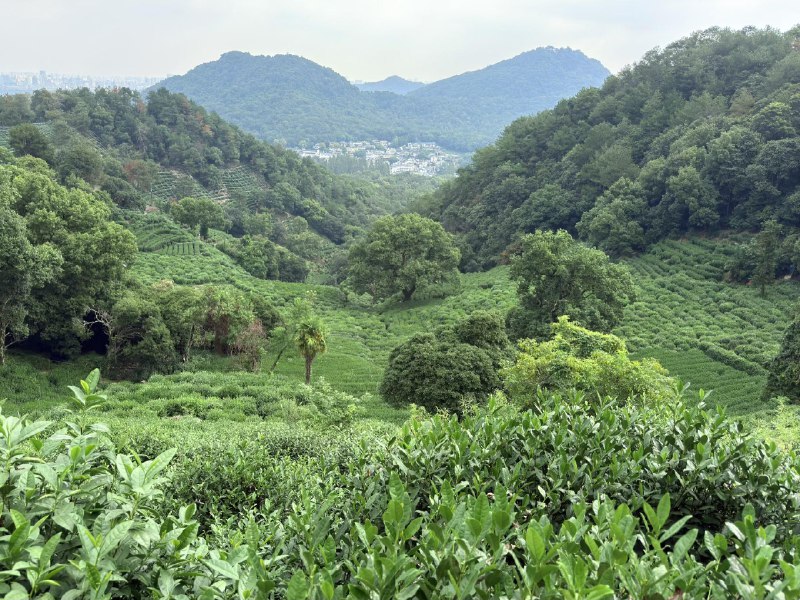 远离网络，沉浸式游走数日误入茶山，一览江湖远离网络，沉浸式游走数日误入茶山，一览江湖