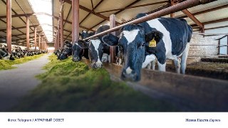 🐄 В Иркутской области власти готовятся уничтожить крупный рогатый скот из-за вспышки узелкового дерматита. Жители не верят в необходимость забоя👁 В селе Оёк и деревнях Бутырки и Коты ввели карантин и готовятся уничтожить зараженный скот. Жители утверждают,