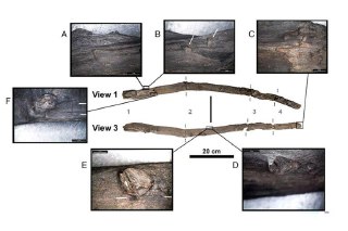 В Греции археологи нашли древнейшие деревянные орудия, созданные человеком, в том числе палку-копалку возрастом около 430 тысяч лет — N+1 со ссылкой на статью в Proceedings of the National Academy of SciencesВо время раскопок на нижнепалеолитической стоянк
