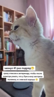 Котёнок чихнул 41 раз из-за пылинки в носу.«Луи только проснулся, я хотел заснять как он зевает, а он такой перфоманс выдал», — рассказал хозяин котейки в TikTok