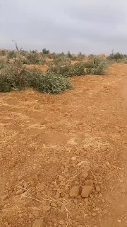 מתנחלים עוקרים יותר מ-50 עצי זית באזור "אגזיווה" במסאפר יטא, דרומית לחברון.