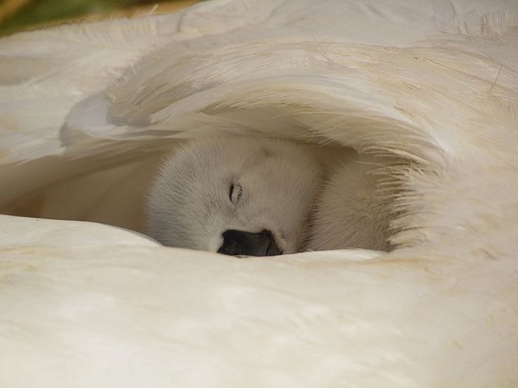 دیدنیهای محیط زیست، طبیعت شگفت انگیز جهان: 🌙🌌🌌🤍✨️🌳 @Asiafw 💧🇮🇷🔹دیدنی های محیط زیست 👆#طبیعت_شگفت#زیبایی_طبیعت#حیات_وحش
