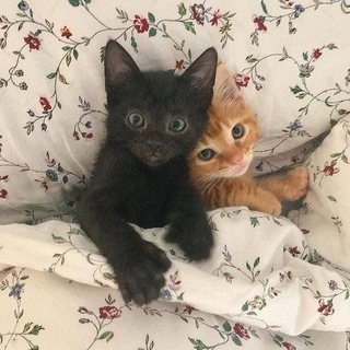 Cut the crap✨ Telegram Group Link