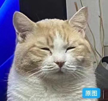 Supir 好好用🥲 坚定退订了 Magnific AI.试了一下给家猫放大，这柔顺的毛发丝