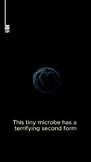The Microbe That Becomes a Supergiant Cannibal- Euplotes gigatrox is a tiny single-celled microbe with a remarkable survival strategy.