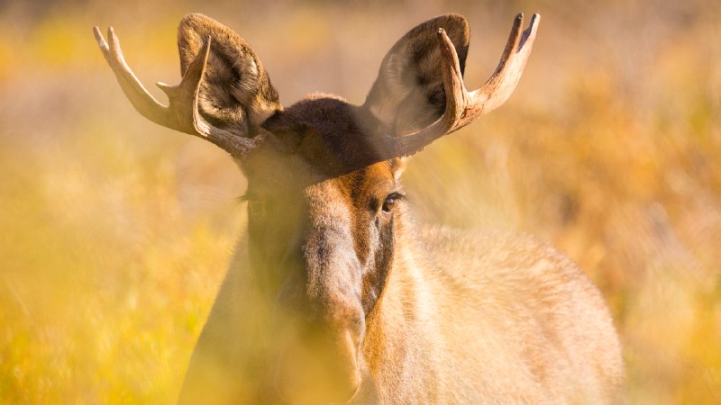A crown in the makingYoung bull moose in Denali National Park, Alaska (© Grant Ordelheide/TANDEM Stills + Motion)