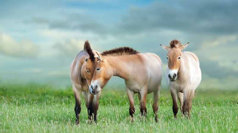 Born to stay wildPrzewalski's horses (© Nemyrivskyi Viacheslav/Getty Images)