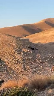 מתנחלים שחררו עדריהם בסביבת קהילת חלק אל רומנה, ממערב ליריחו