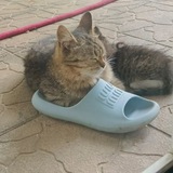 щп сивсаувки