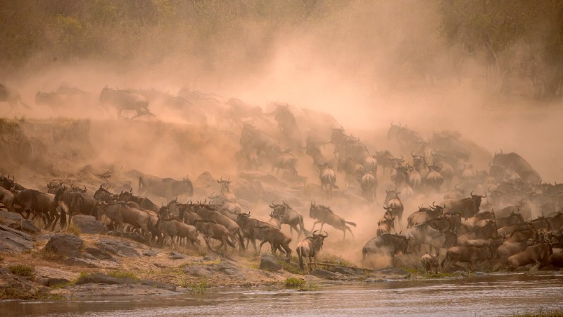 Where the river tests the braveMigrating wildebeest crossing Mara River in Masai Mara, Kenya (© Manoj Shah/Getty Images)