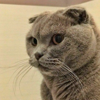 cat mood 🐾 Telegram channel profile photo