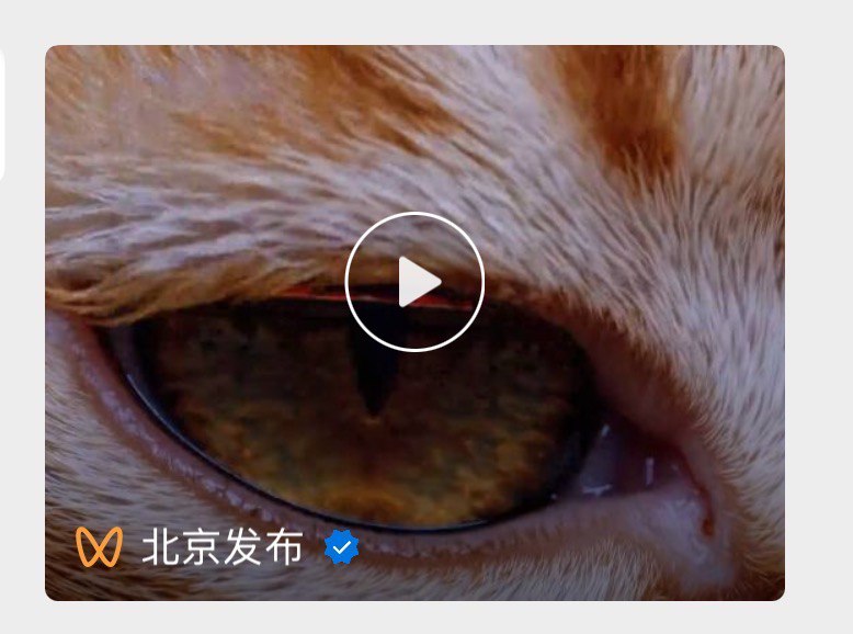 捷报！《故宫猫猫上班记》发布3天，视频号播放量就破100万啦～！小红书破了1万赞，抖音也破了7K赞～！北京日报和北京发布也进行了转载刊登！还上了北京同城热搜！刷新好多成就，谢谢大家的喜欢