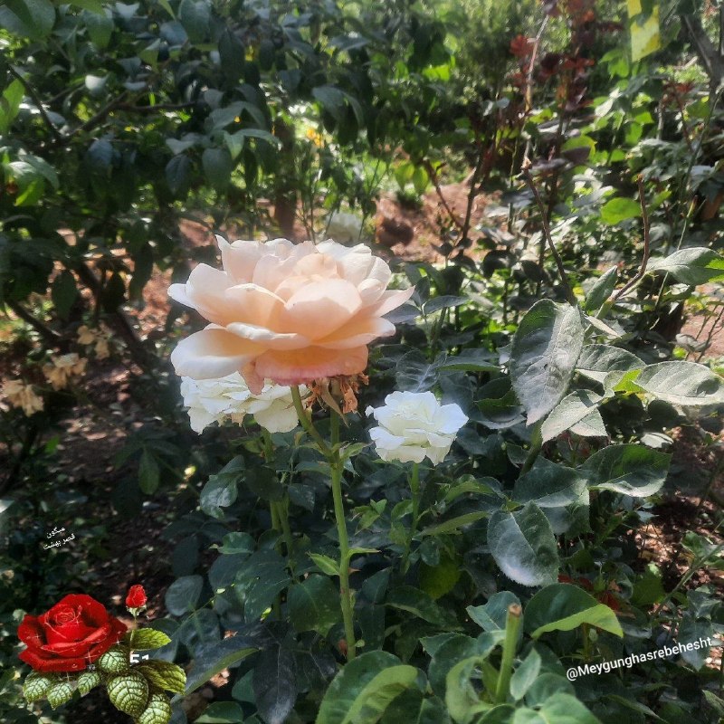 میگون قصر بهشت: @Meygunghasrebehesht