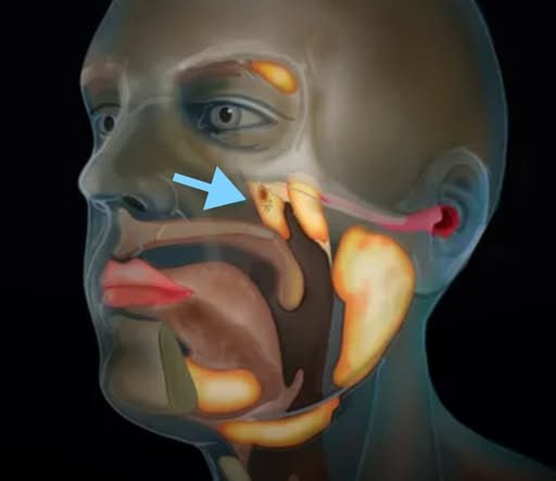A new organ has been found behind your nose.For centuries, every anatomy textbook swore there were only three pairs of major salivary glands.