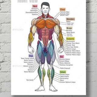Muscle and fitness tips Telegram Group Link