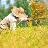 دنیایی برنج شمال