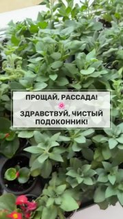 Я так этого ждала! И вот свершилось Рассада покинула наш подоконник Будто дышать легче стало, вот она магия свободного пространства Еще раз спасибо... - изображение 3 - этого, ждала, свершилось