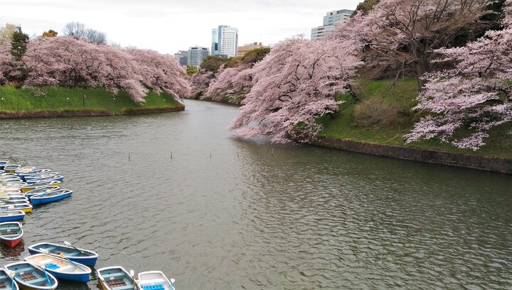 千鳥之淵與上野公園賞櫻記