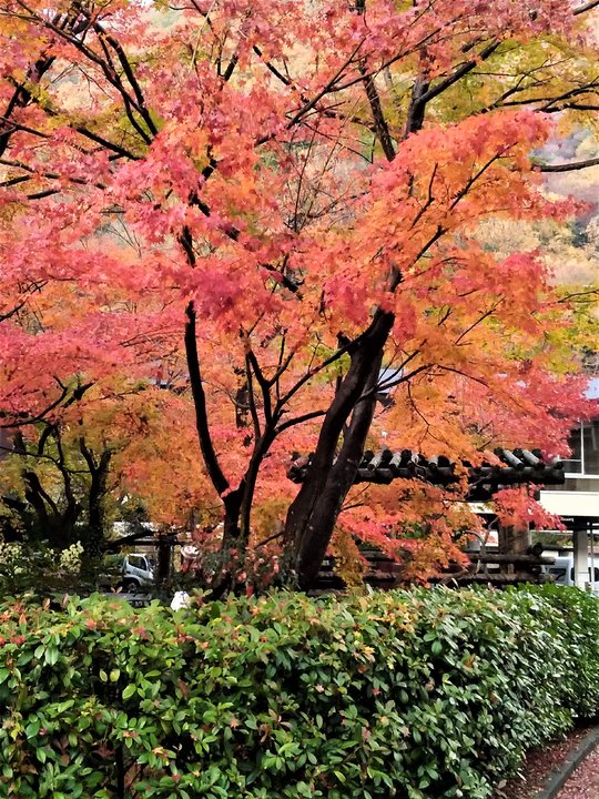 靜岡身延線雨中行